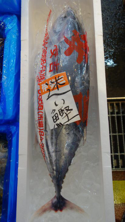 11 29 木 迷い鰹を知っとるけ Food Factoryやま蔵