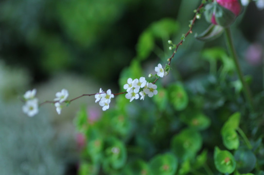 嘘 ひとひらの花とポエムと