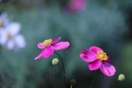 一輪の花 ひとひらの花とポエムと