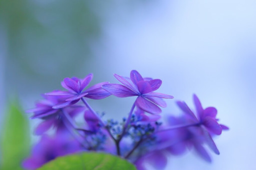 ひとひらの花とポエムと