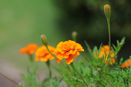 穏やかな時 ひとひらの花とポエムと