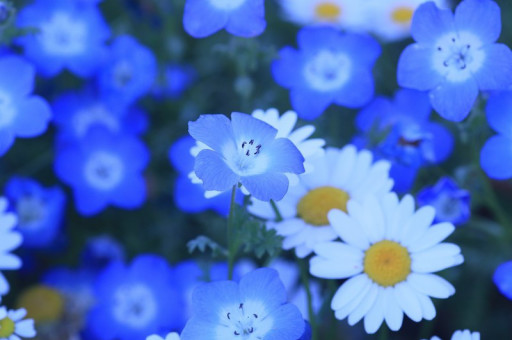 ひとひらの花とポエムと