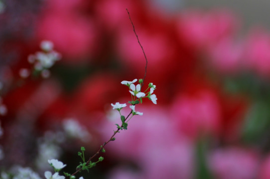 雨降りお月さん ひとひらの花とポエムと