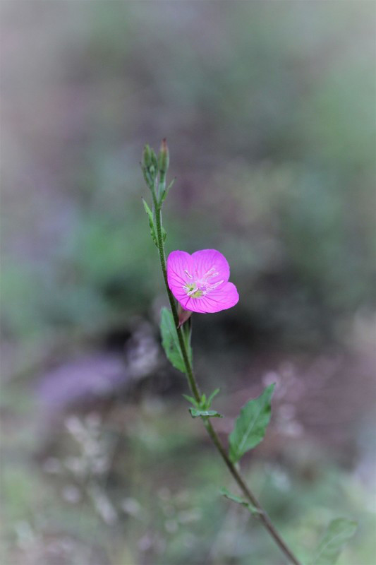 蕾 ひとひらの花とポエムと