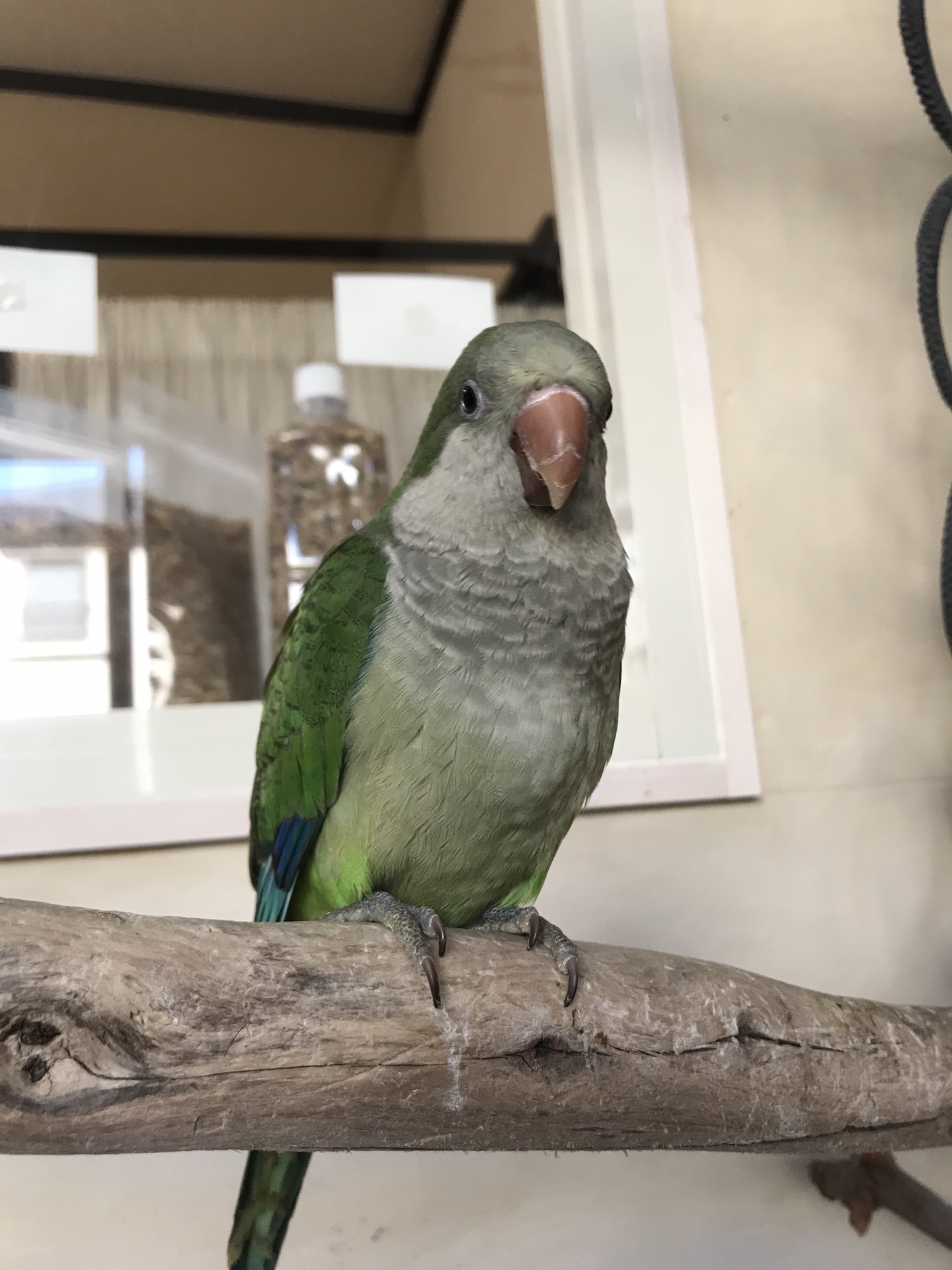 オキナインコ ノーマル 手のりインコのお店 Bird