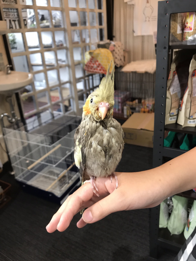 最高 インコ ネイル 怖がる