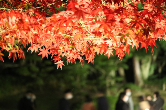 栗林公園紅葉ライトアップ たろすけのおうち