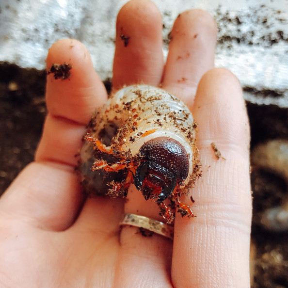 幼虫要注意 カブト虫の幼虫もフンをする フンの掃除は大切です やりたいことリスト 100 日記