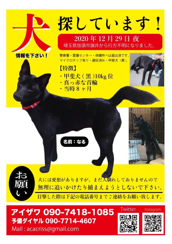 大事な犬を探しています 加須市栗橋駅周辺 春日部ニュースch