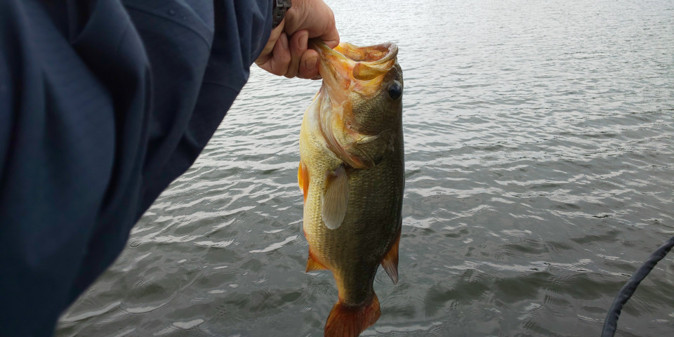 19多々良沼 K B S Bass Fishing Society Ownd 19多々良沼 K B S Bass Fishing Society Ownd