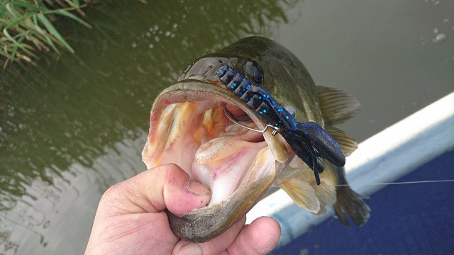 19 K B Sバストーナメント第１戦in多々良沼入賞者レポート 優勝 古内選手 K B S Bass Fishing Society Ownd