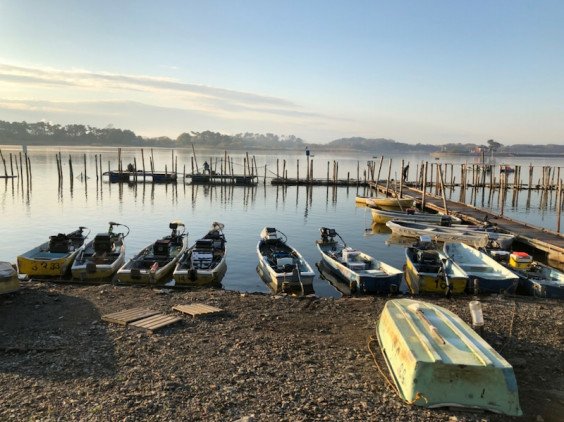 19年12月1日k B S第5戦多々良沼 古内選手 K B S Bass Fishing Society Ownd