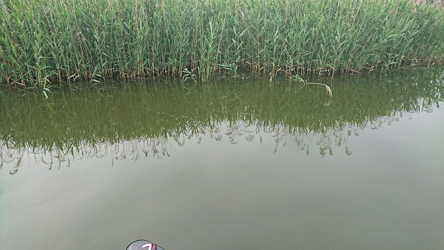 19 K B Sバストーナメント第１戦in多々良沼入賞者レポート 優勝 古内選手 K B S Bass Fishing Society Ownd