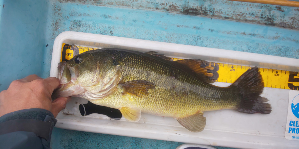 19多々良沼 K B S Bass Fishing Society Ownd 19多々良沼 K B S Bass Fishing Society Ownd