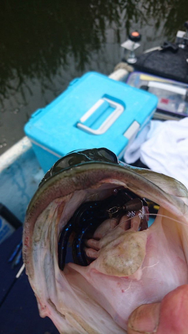 19 K B Sバストーナメント第１戦in多々良沼入賞者レポート 優勝 古内選手 K B S Bass Fishing Society Ownd