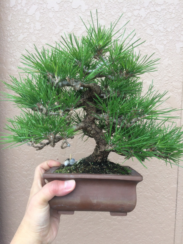 黒松の古葉取り 黒松no 1 子育てパパの盆栽日記