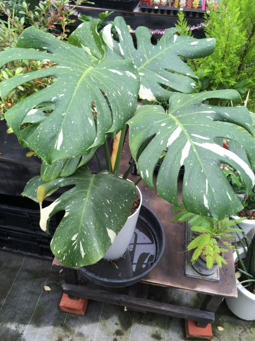 モンステラ色々 レア含 優愛 S You As