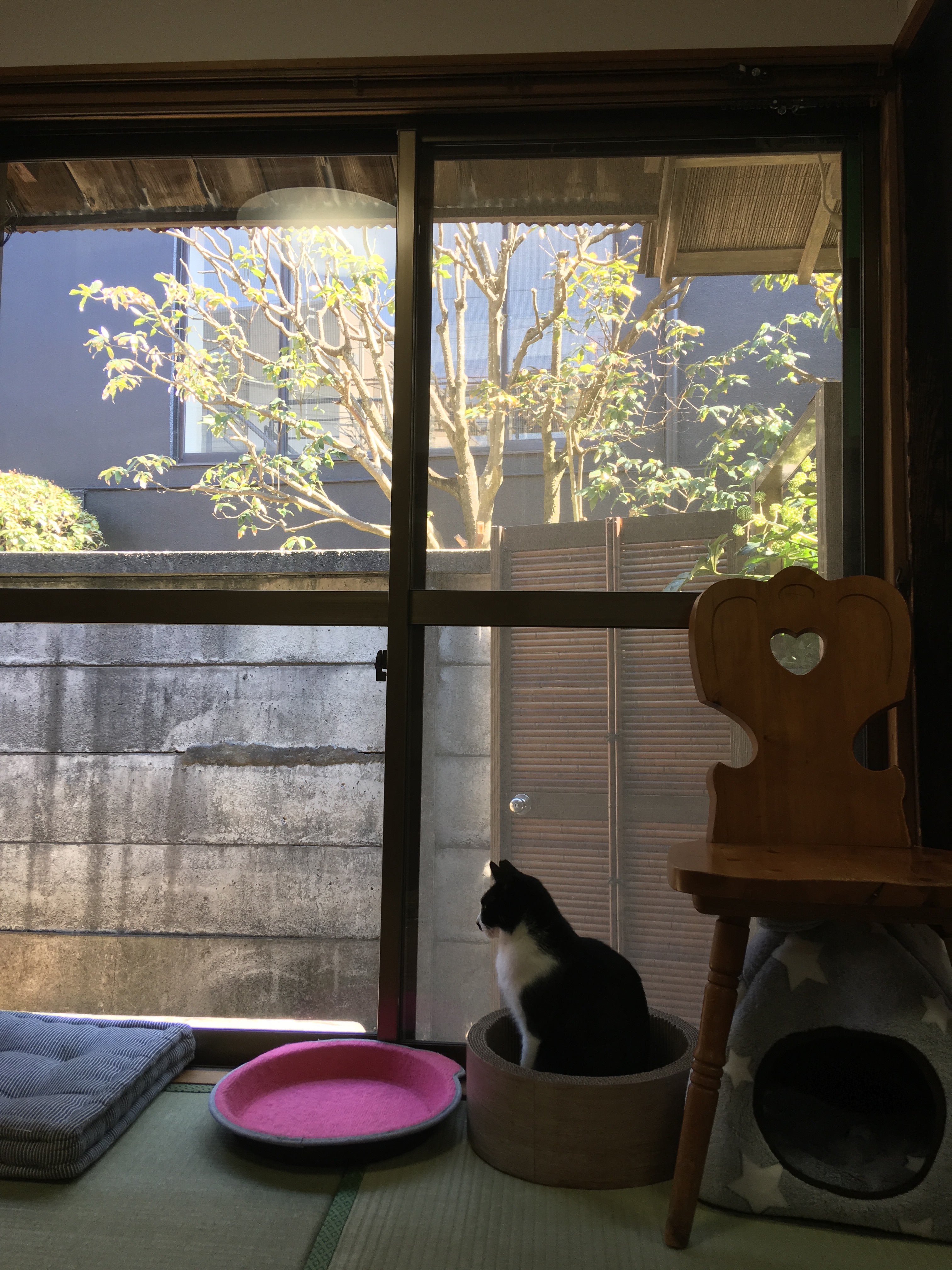 猫カフェ日和  葉山ナチュラルランニングクラブ