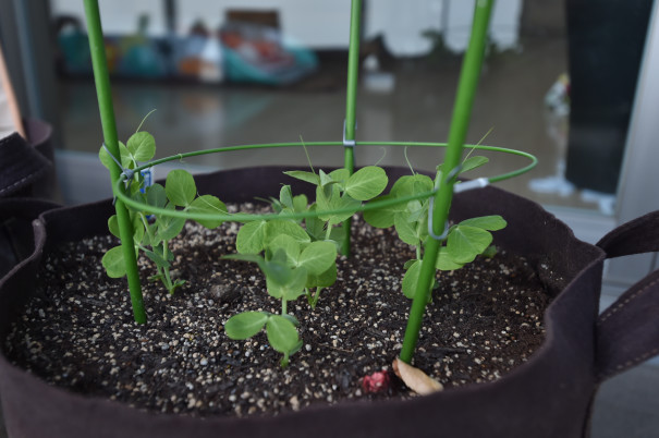 ベランダ菜園近況 そして コバエとの戦い 週末かたつむり ベランダ菜園近況 そして コバエとの戦い 週末かたつむり