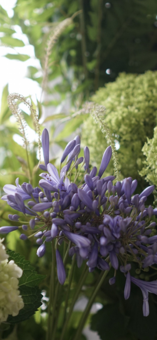 紫君子蘭を束ねて Dans La Marge 花のある暮らし 花が教えてくれること