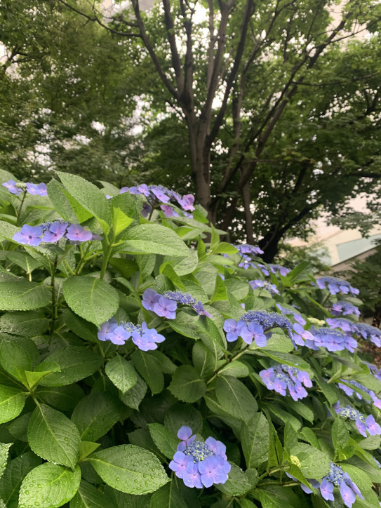 心潤う白縹色のブーケ Dans La Marge 花のある暮らし 花が教えてくれること