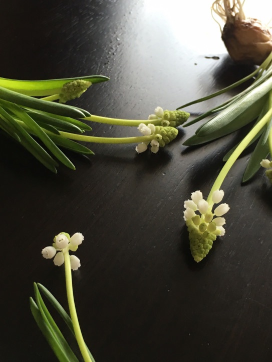 告白と発見とお詫びと感謝 Dans La Marge 花のある暮らし 花が教えてくれること