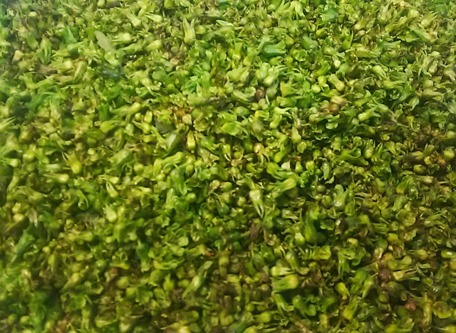 し その実 収穫