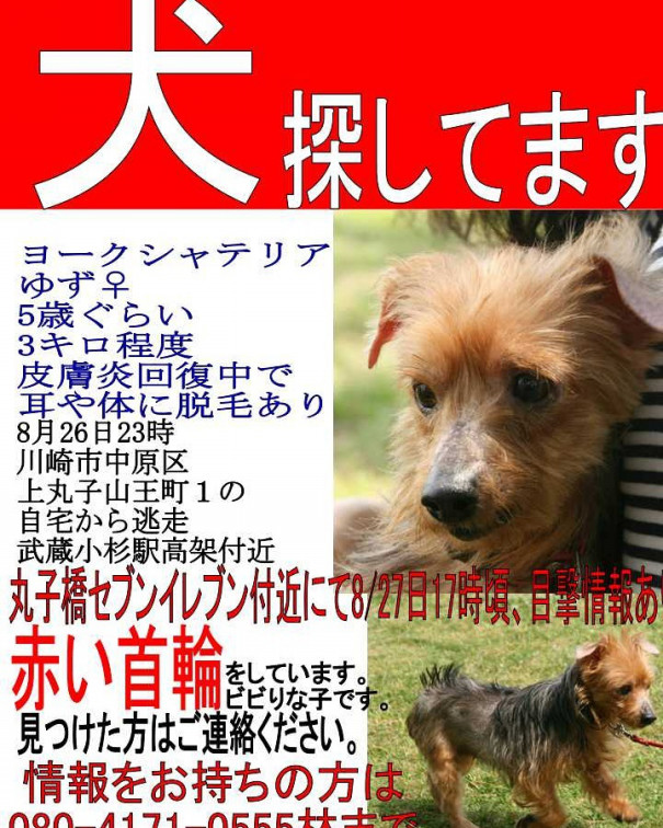 迷子犬のゆずちゃん目撃情報８ 28日 Cafesunnyday