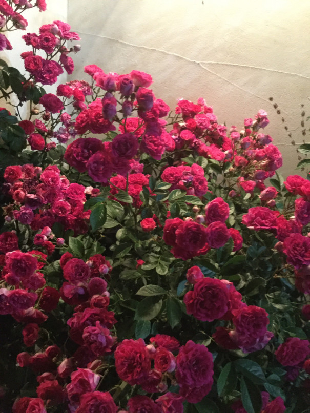 キングローズ Cafesunnyday