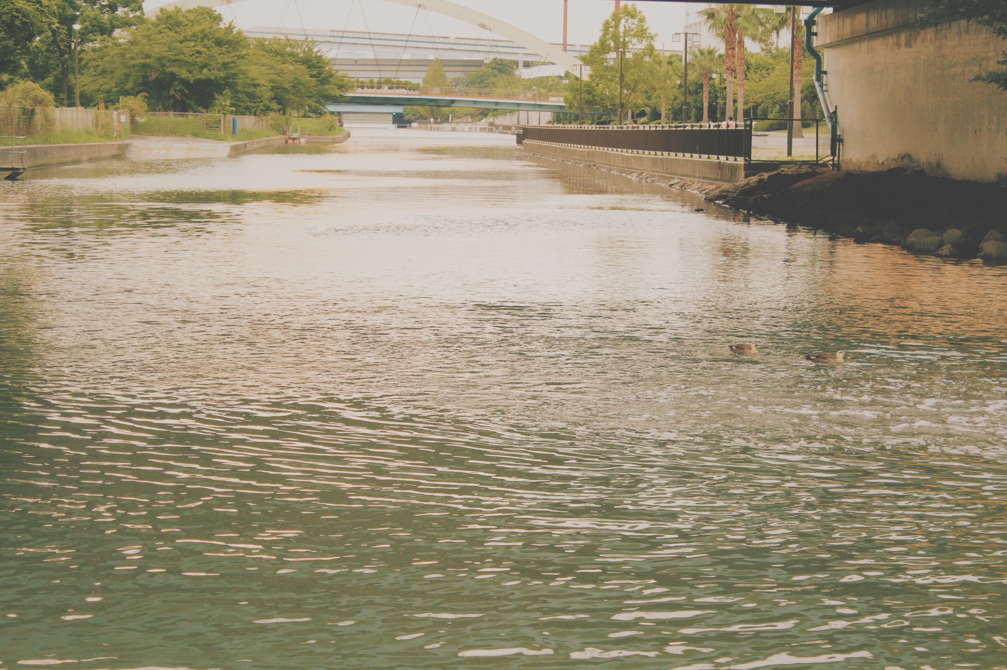 開放感のある池沿いの散歩-新左近川親水公園u003cWalking along open pond 