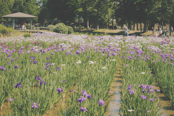 葛飾菖蒲まつり In 水元公園 東京散歩コース