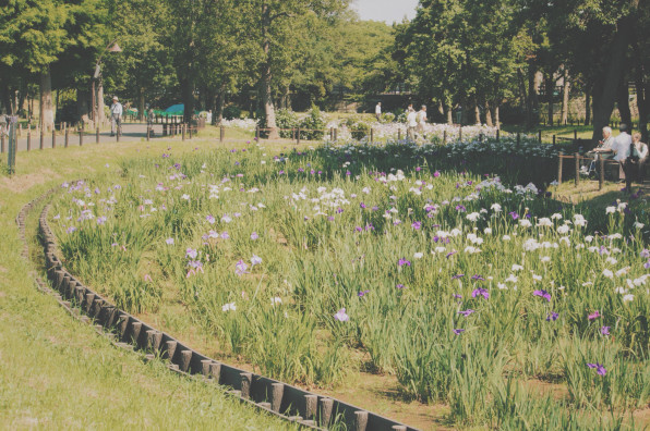 葛飾菖蒲まつり In 水元公園 東京散歩コース