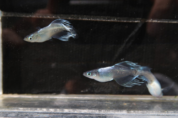 カブキ蝶 仮 家メダカのメダカ