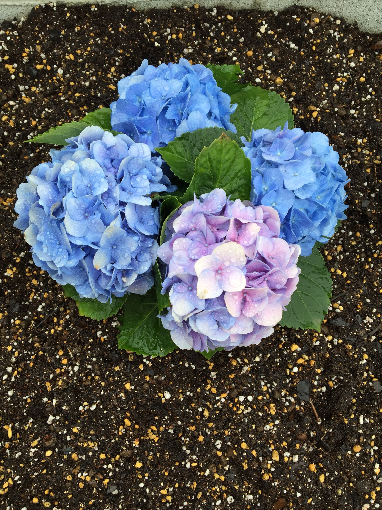 枯れた紫陽花を復活させたい ずぼらなmomo S Garden