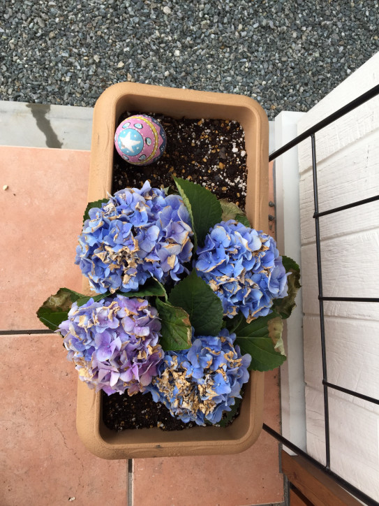 枯れた紫陽花を復活させたい ずぼらなmomo S Garden