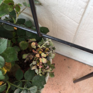 赤面症手術 その後 二週間経って ずぼらなmomo S Garden