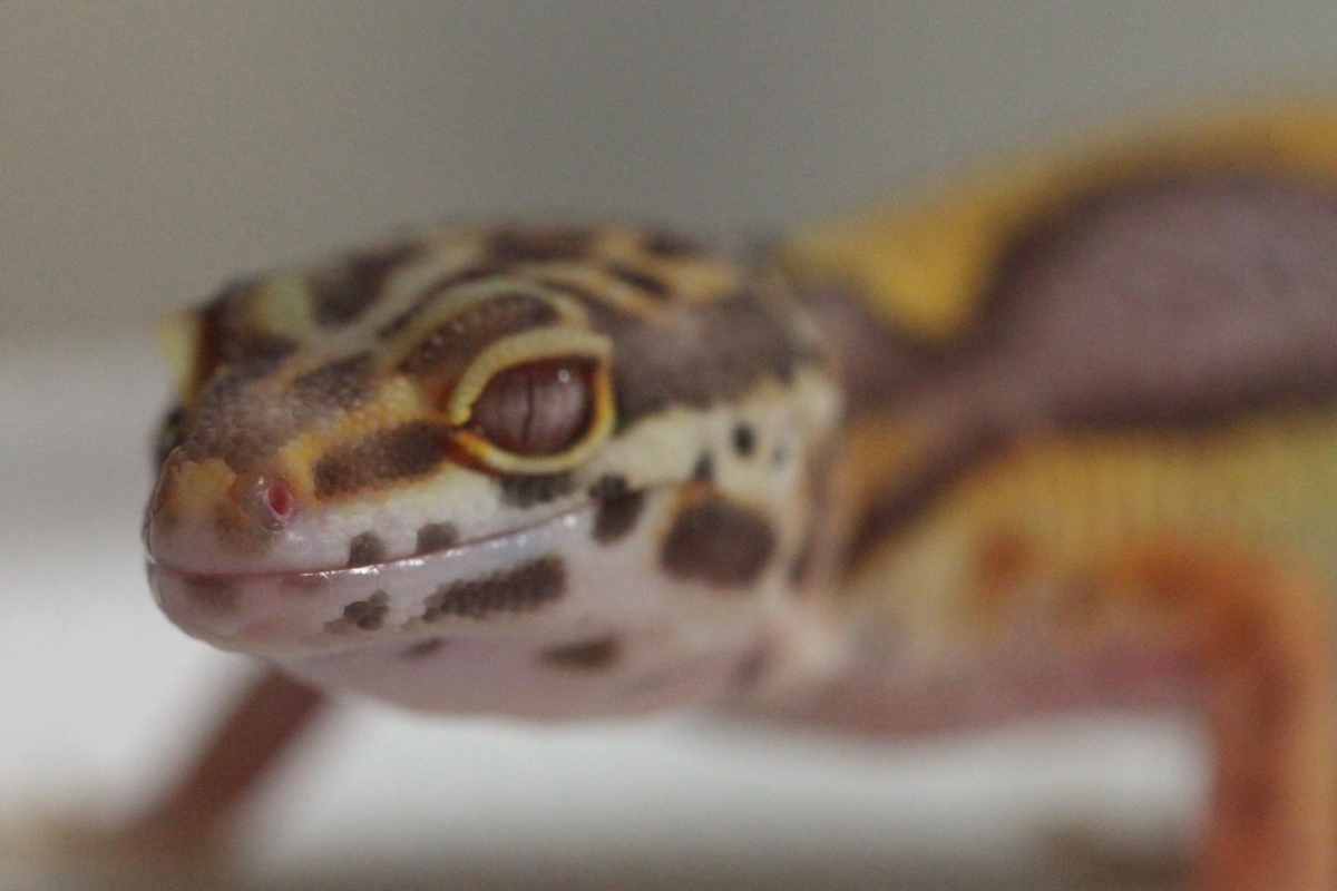 モルフ10匹目 YoJiのふたたびレオパ