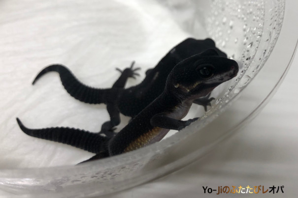 ブラックナイト19 Yo Jiのふたたびレオパ