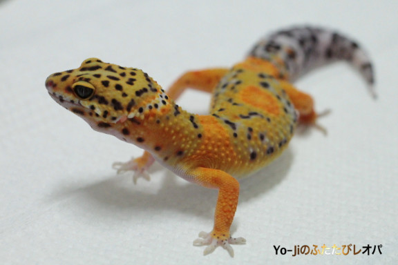 Yo Jiのふたたびレオパの記事一覧 ページ8 Yo Jiのふたたびレオパの記事一覧 ページ8