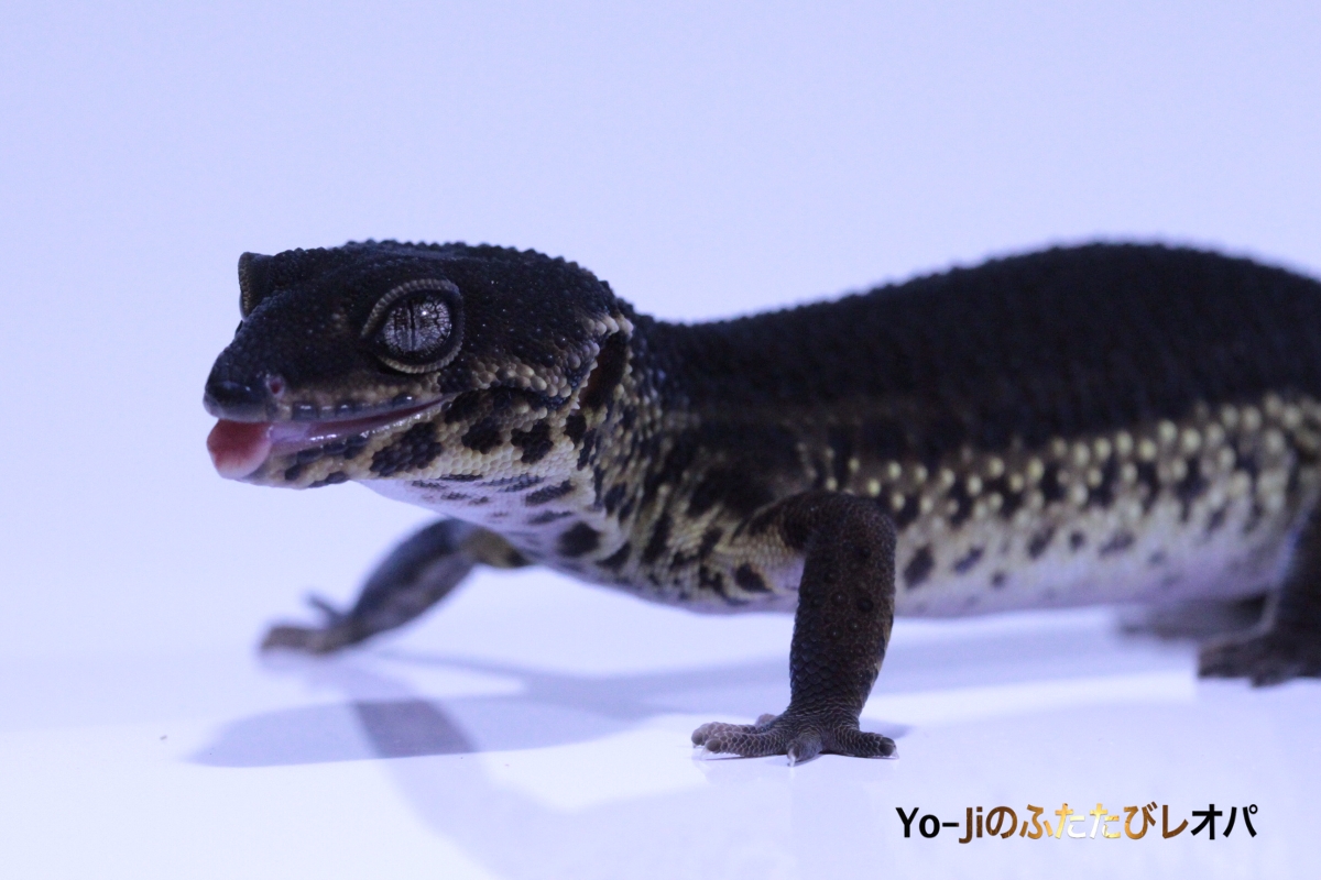 モルフ36匹目 | Yo-Jiのふたたびレオパ