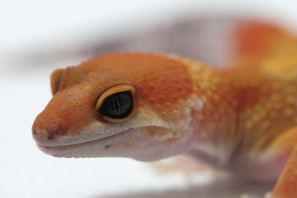 レオパ野郎 レオパ新入荷】スティーブ便＋α : 爬虫類倶楽部