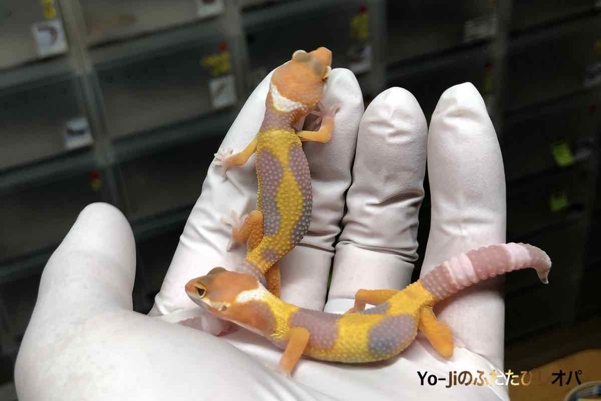 5a2ef204888f58bd1fc8334ad1551b