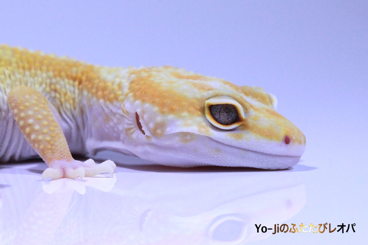 ノイビタ ヒョウ 　　　　　　　レオポンソフビ Yahoo!オークション - Zollmen JPX Road Killer Nong Toy TTE