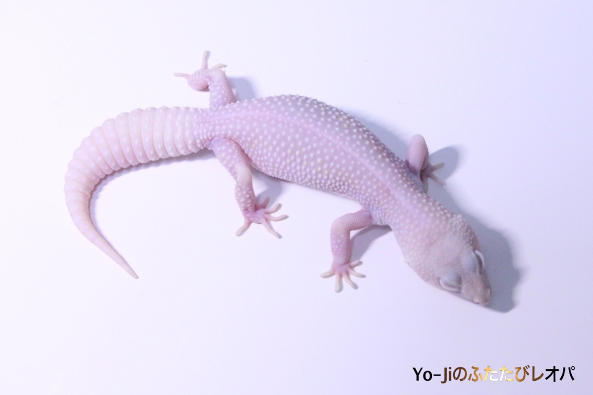 魅力的な価格 ホワイトナイト Yo-Jiのふたたびレオパ | その他