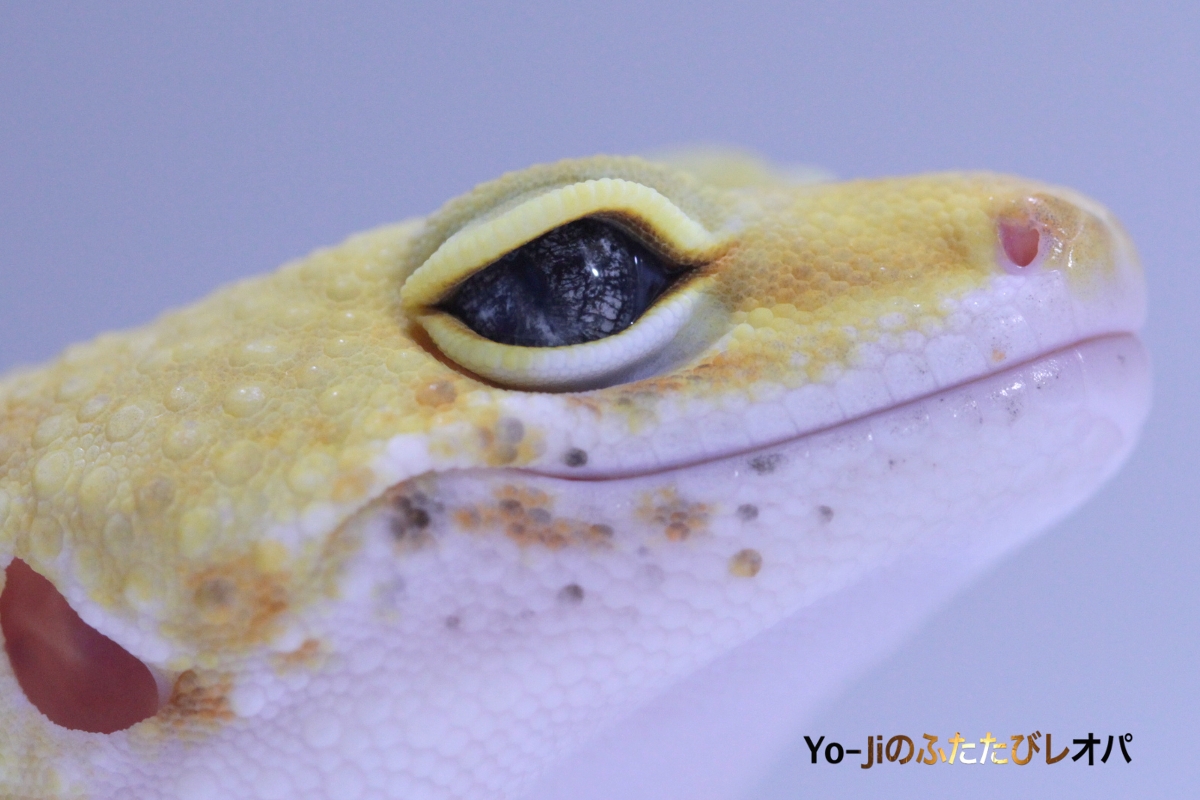 モルフ35匹目 | Yo-Jiのふたたびレオパ