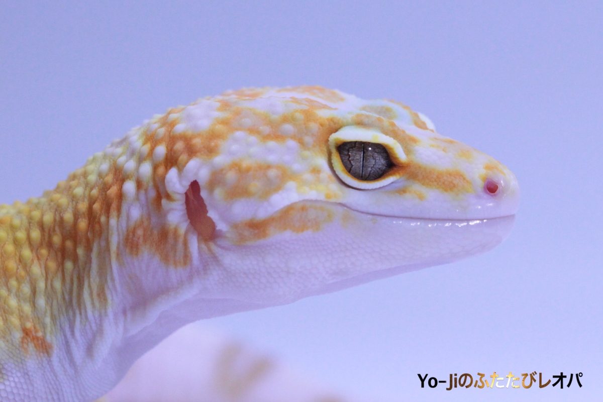 レオパ : ページ2 | Yo-Jiのふたたびレオパ