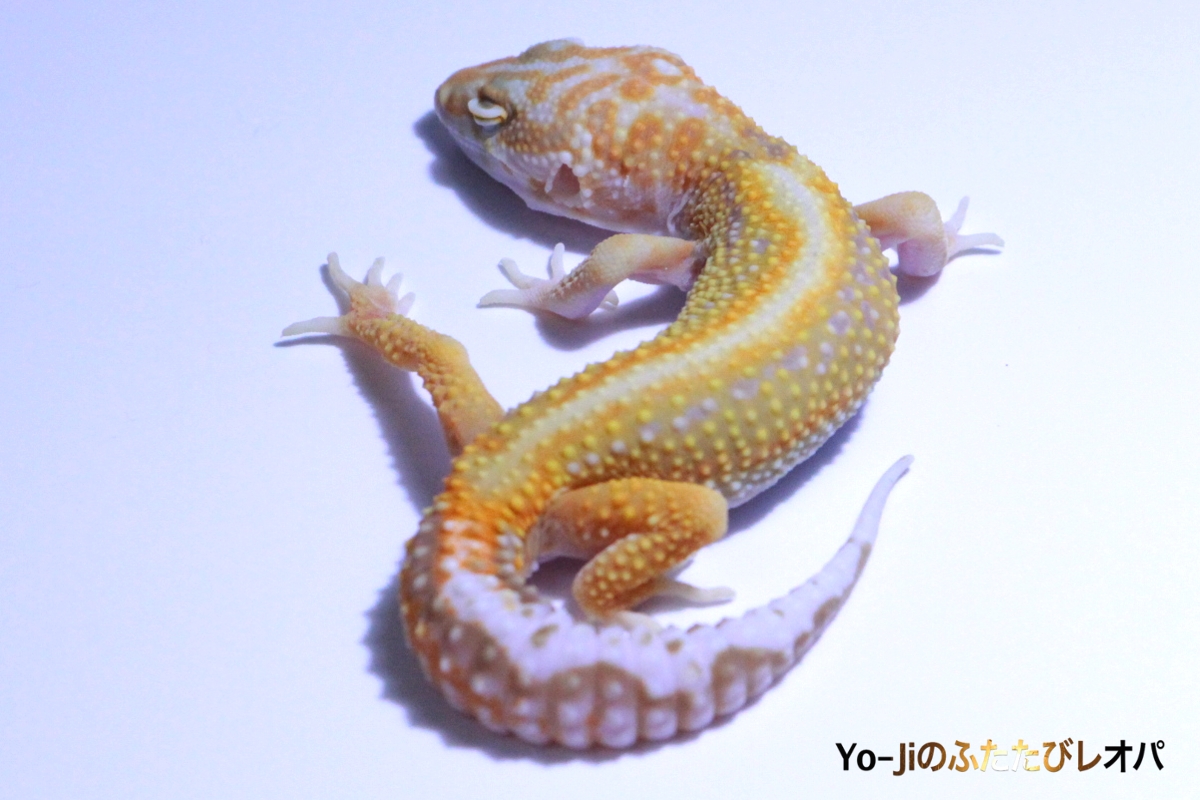レオパ野郎 ヒョウモントカゲモドキ用品 | ジェックス株式会社