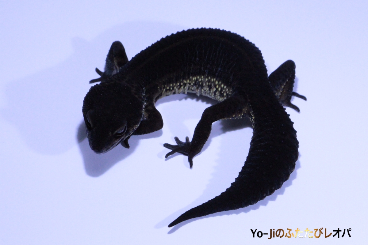 モルフ36匹目 | Yo-Jiのふたたびレオパ