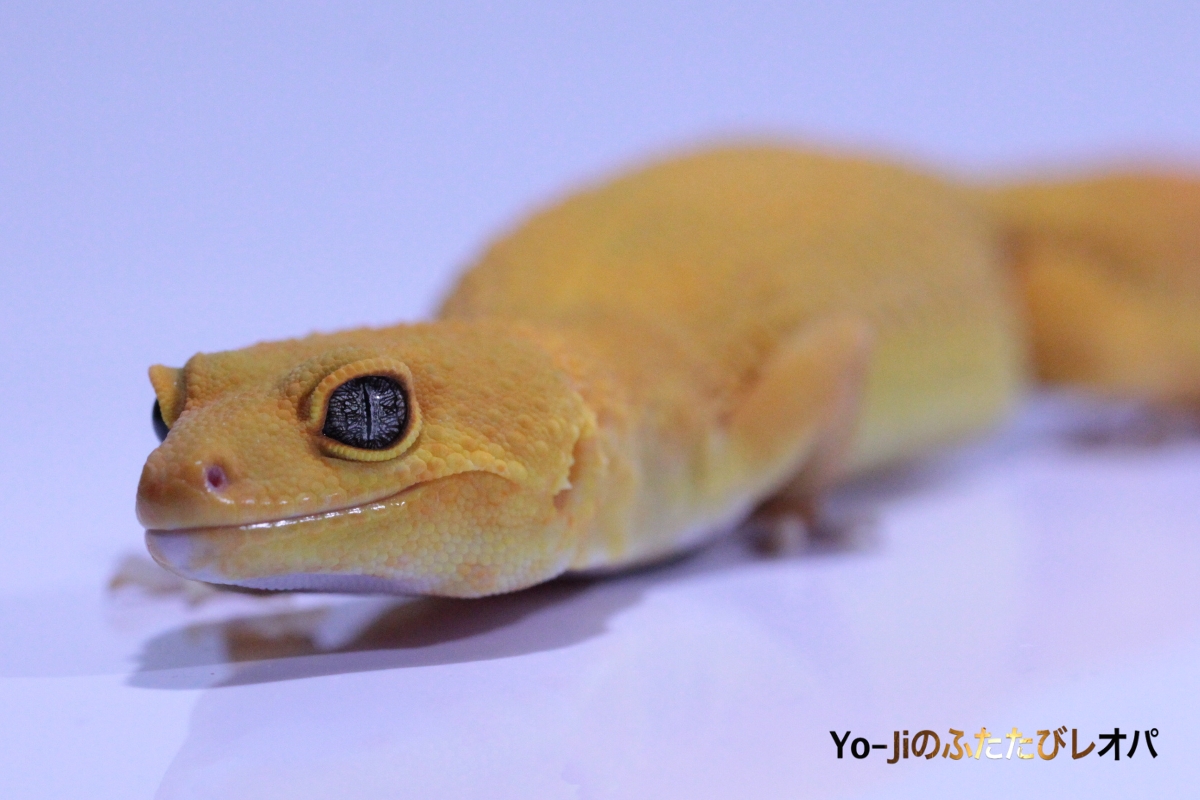 モルフ33匹目 YoJiのふたたびレオパ