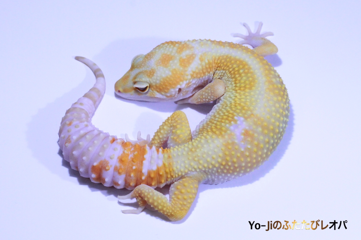 edd612b96be747ddbd74df29238580